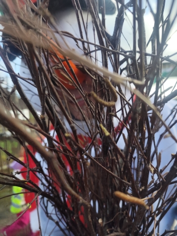 inbound3167046757897655444