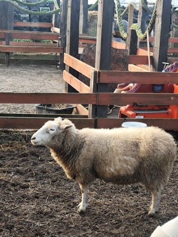 inbound3917016356364278974