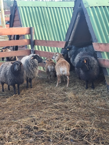 inbound3463567414374775339