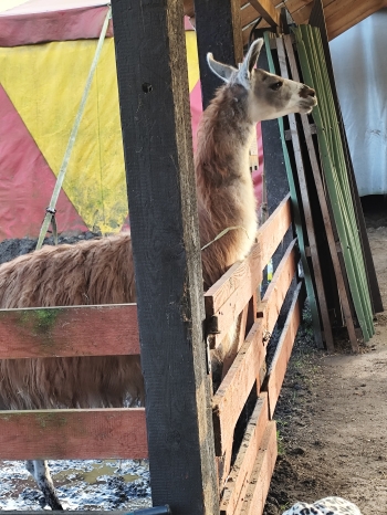 inbound2994151609082776400