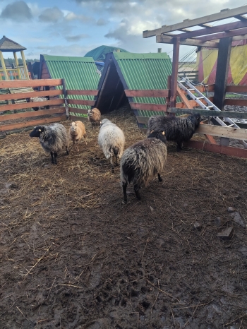 inbound7486293668643965924