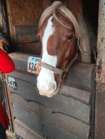 inbound650435626813871566